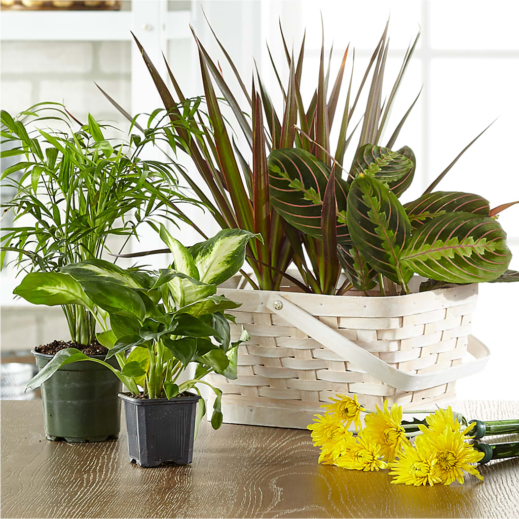 Florist Designed Blooming and Green Plants in a Basket – New Rochelle Florist, New Rochelle NY