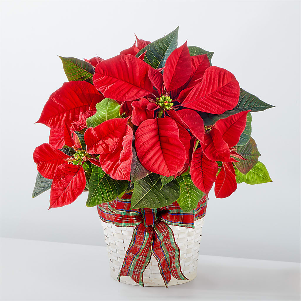 Happiest Holidays Poinsettia – New Rochelle Florist, New Rochelle NY