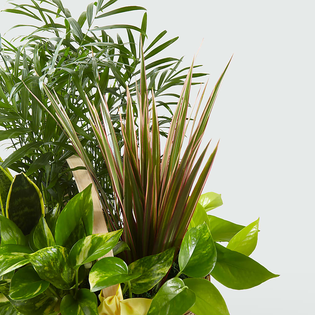 French Garden – New Rochelle Florist, New Rochelle NY