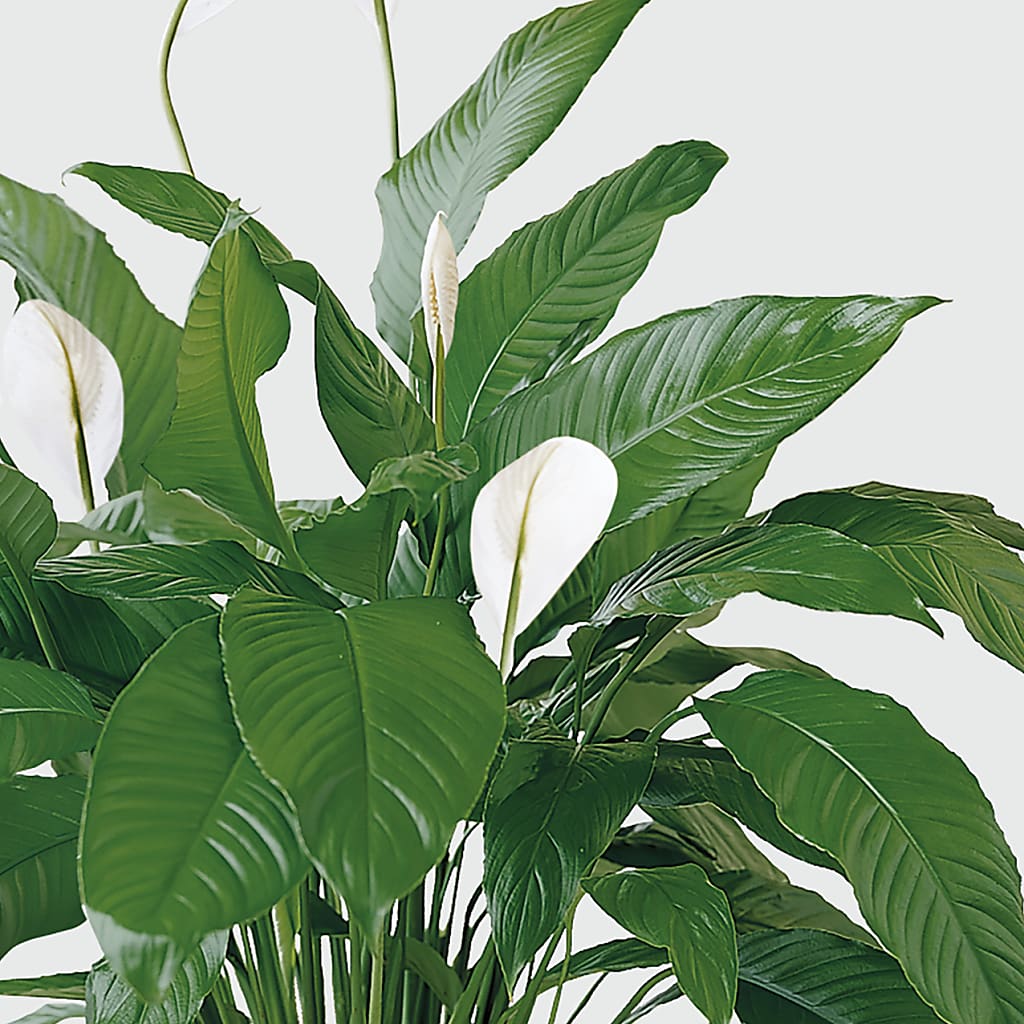 Tranquil Moments Peace Lily Plant – New Rochelle Florist, New Rochelle NY