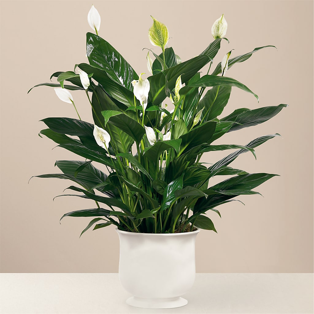 Comfort Planter – New Rochelle Florist, New Rochelle NY