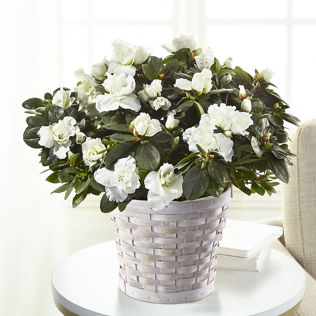 White Azalea Plant – New Rochelle Florist, New Rochelle NY
