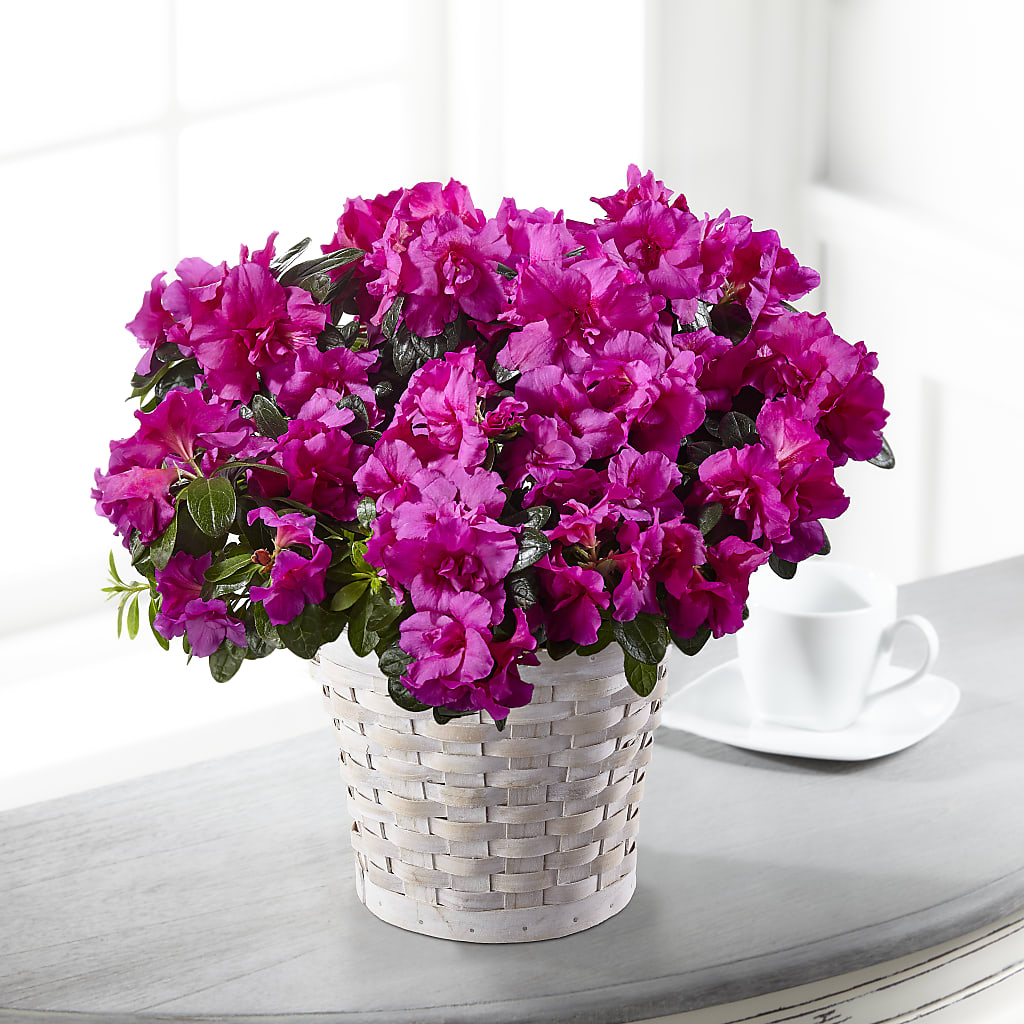 Hope & Serenity Azalea Plant – New Rochelle Florist, New Rochelle NY