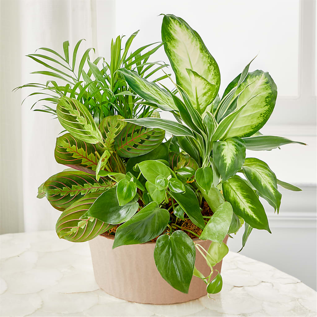 Balance & Harmony Dishgarden – New Rochelle Florist, New Rochelle NY