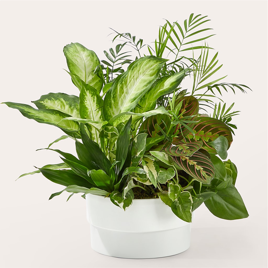 Radiating Positivity Dishgarden – New Rochelle Florist, New Rochelle NY