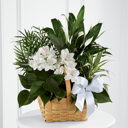 Peace & Serenity Dishgarden –  New Rochelle Florist, New Rochelle NY