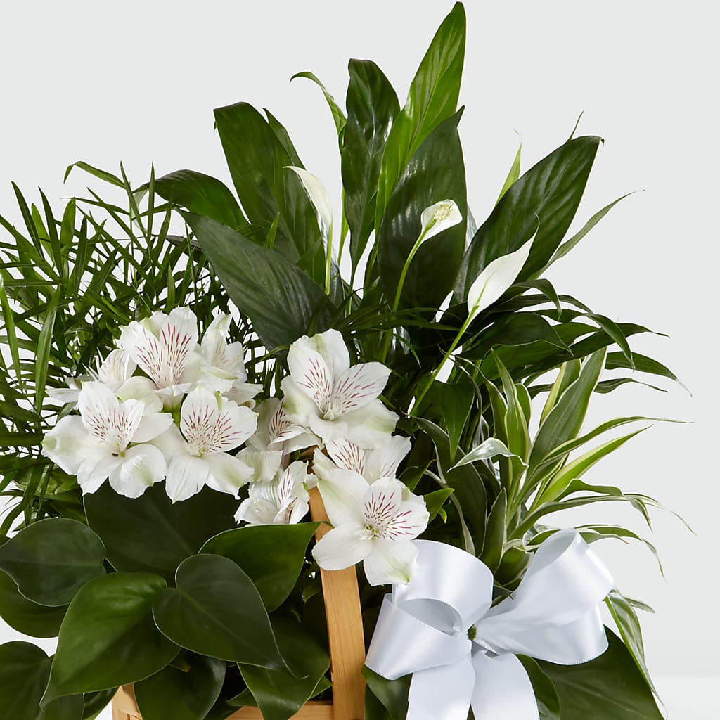 Peace & Serenity Dishgarden –  New Rochelle Florist, New Rochelle NY