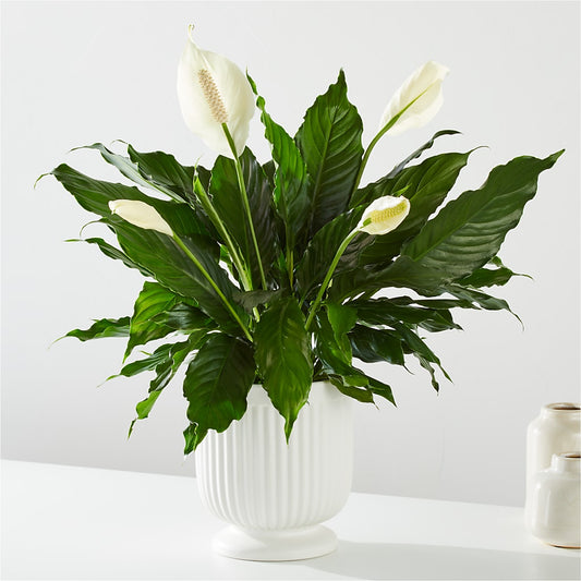 Comfort Planter –  New Rochelle Florist, New Rochelle NY
