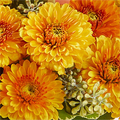 Peachy Pumpkin –  New Rochelle Florist, New Rochelle NY