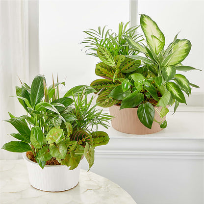 Balance & Harmony Dishgarden –  New Rochelle Florist, New Rochelle NY