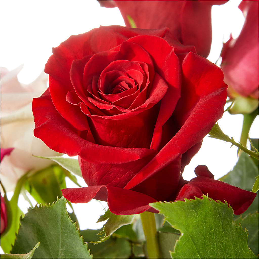 Love Notes Rose Bouquet –  New Rochelle Florist, New Rochelle NY